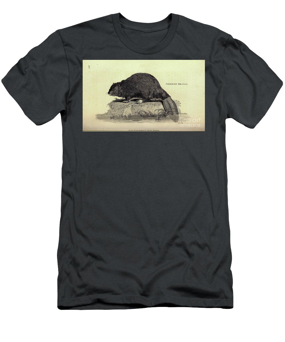 Beaver By George Shaw Q Historic Illustrations T-Shirt