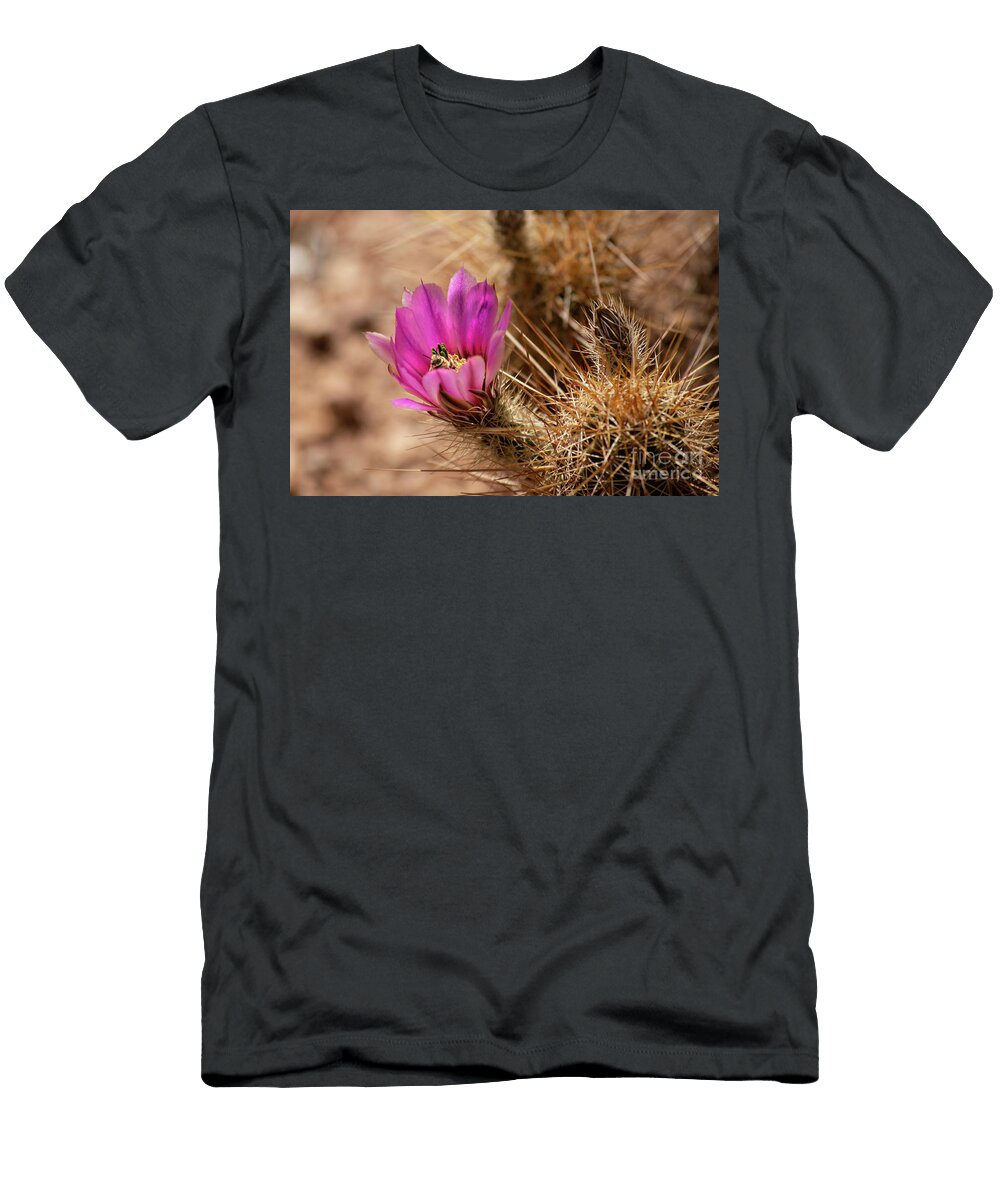 Bee in Pink Cactus Flowers Elisabeth Lucas T-Shirt