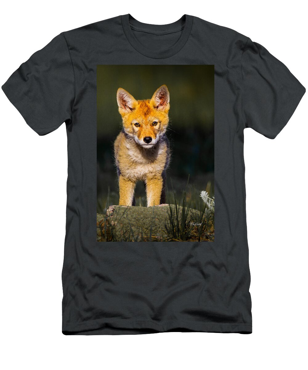 Curious Coyote Pup Fred J Lord T-Shirt