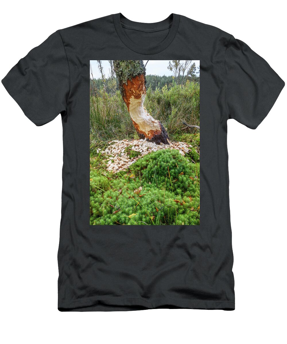 Downy Birch Nearly Felled By a Eurasian Beaver Shores of Nick Garbutt Natureplcom T-Shirt